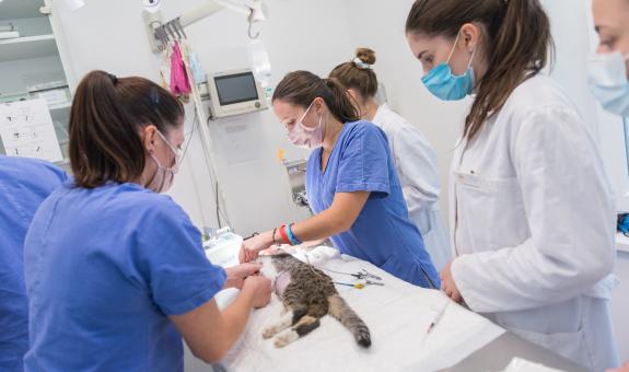 Zaposlimo veterinarskega tehnika/co. 