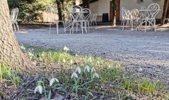 Čajnica Primula v Botaničnem vrtu BIC Ljubljana