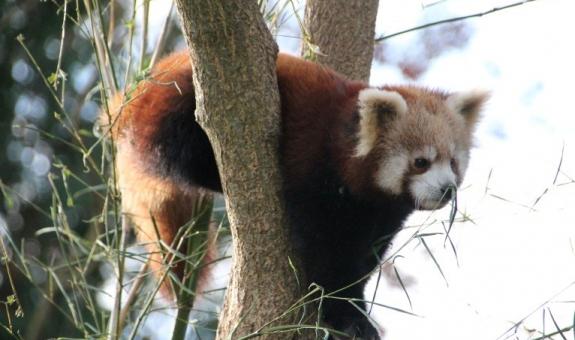 Mačji panda Izlet vivaristov BIC Ljubljana 11. Foto Jaka Kozjek.