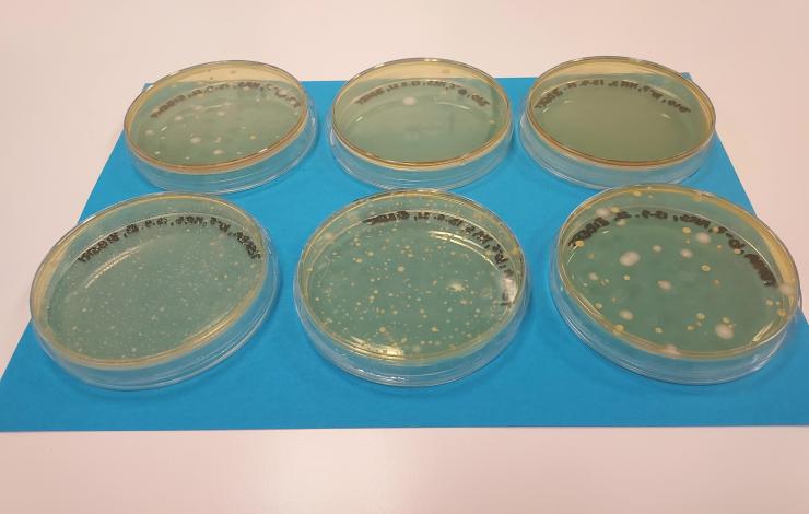 Rast probiotičnih organizmov na petrijevi plošli