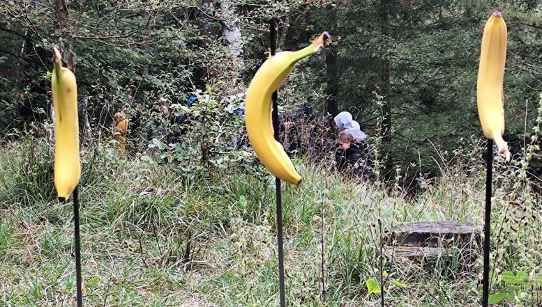 Dijaki BIC Ljubljana so odkrivali starodavne in sodobne tehnike preživetja v naravi 2025